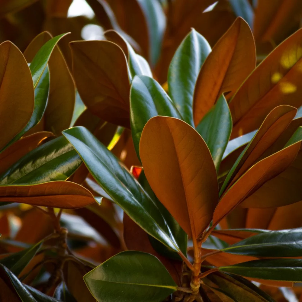 Magnolia grandiflora Tree - Image 3