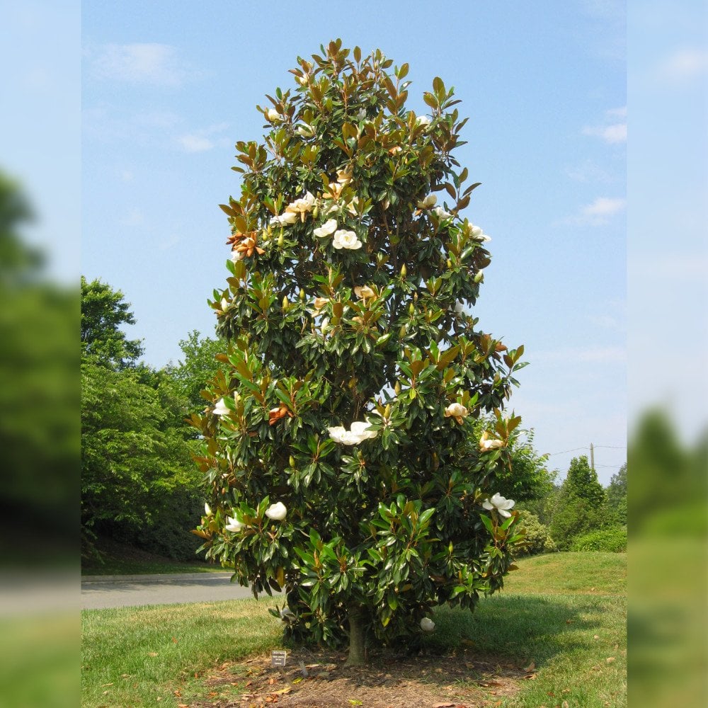 Magnolia grandiflora Tree - Image 4