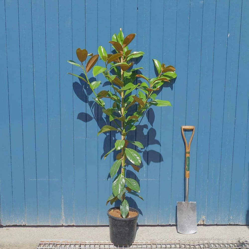 Magnolia grandiflora Tree - Image 5