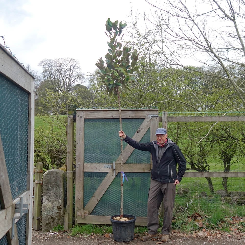Magnolia grandiflora Tree - Image 7