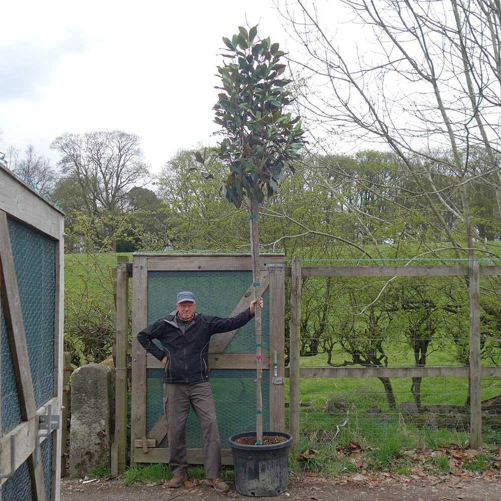 Magnolia grandiflora Tree - Image 8