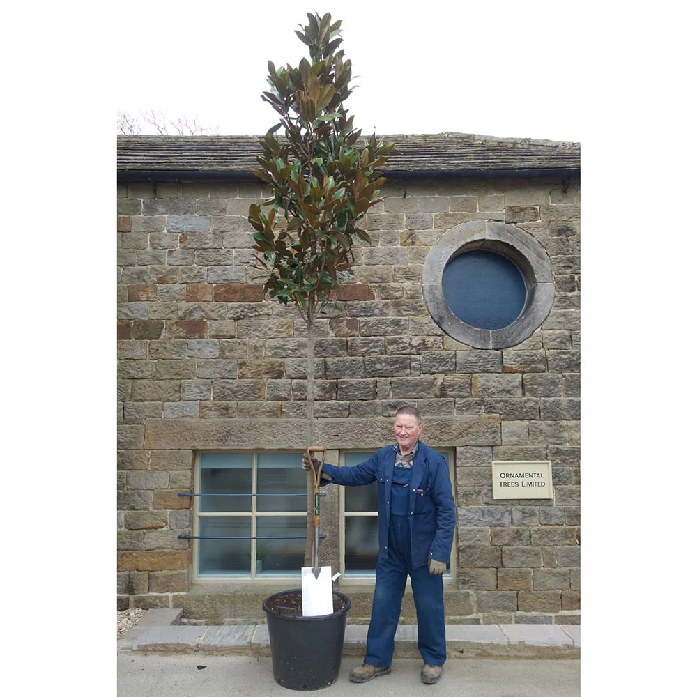 Magnolia grandiflora Tree - Image 9