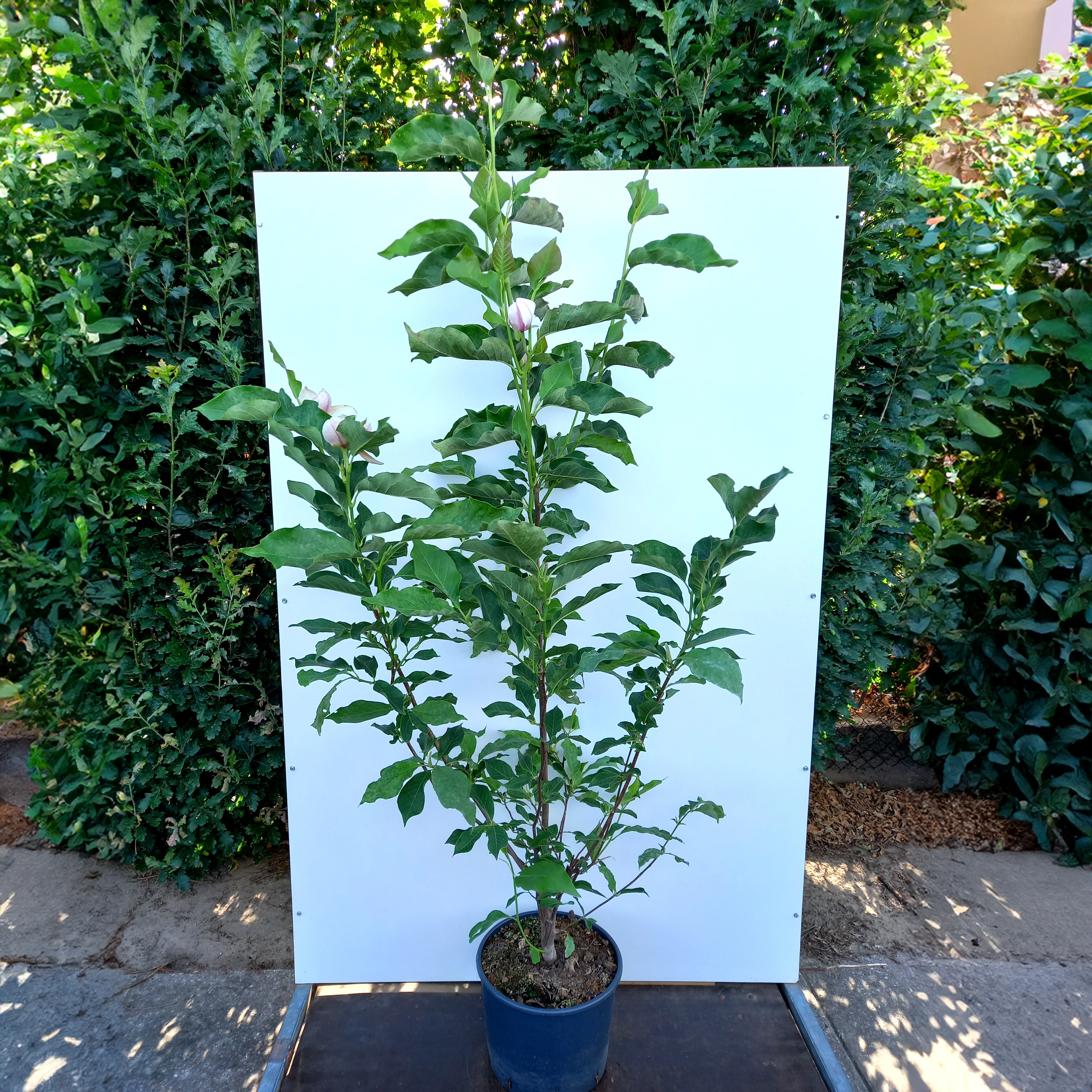 Magnolia 'Heaven Scent' Tree - Image 4