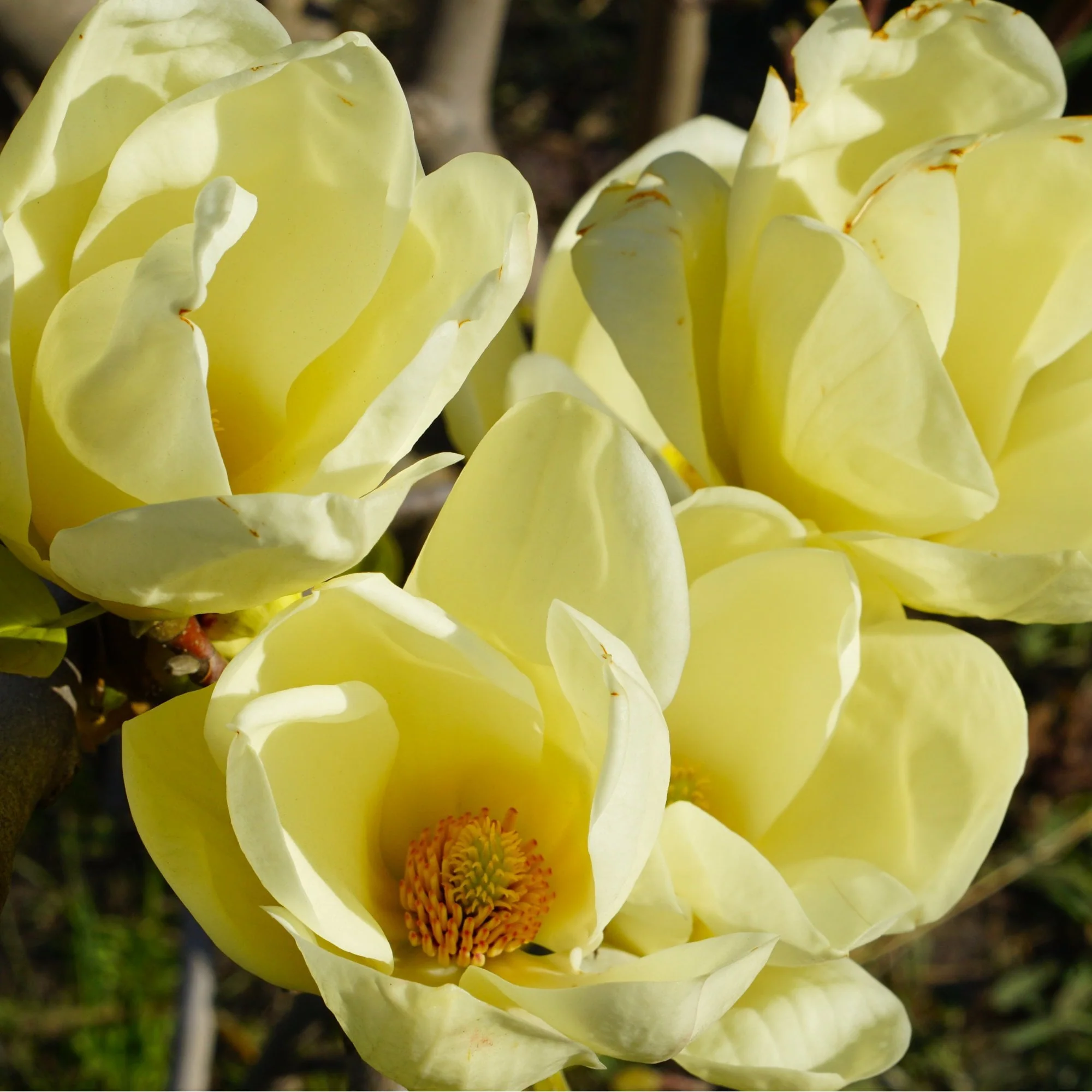 Magnolia 'Honey Tulip' Tree