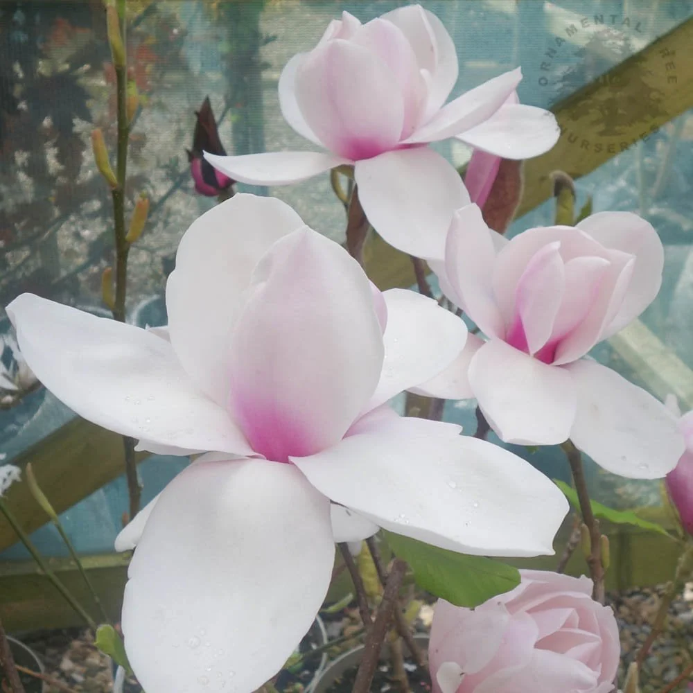 Magnolia 'Iolanthe' Tree - Image 2