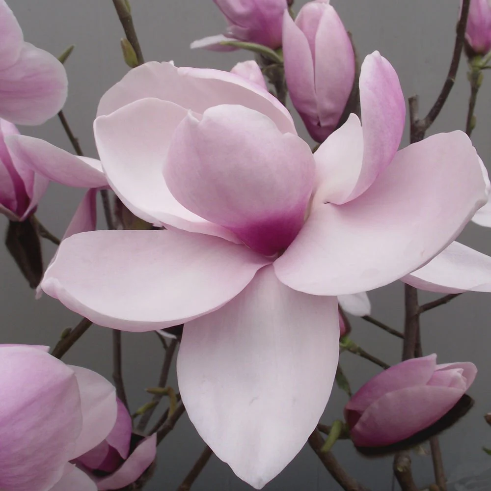 Magnolia 'Iolanthe' Tree - Image 3
