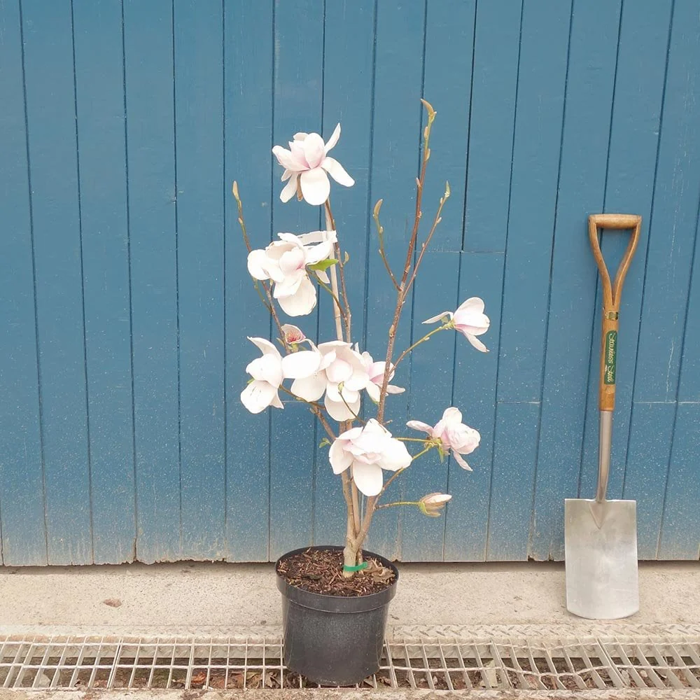 Magnolia 'Iolanthe' Tree - Image 4