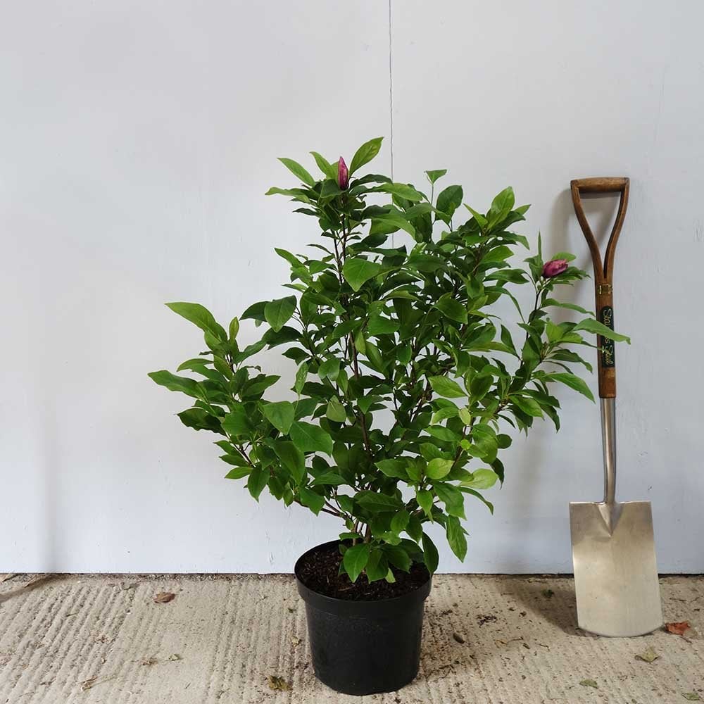 Magnolia 'Jane' Tree - Image 3
