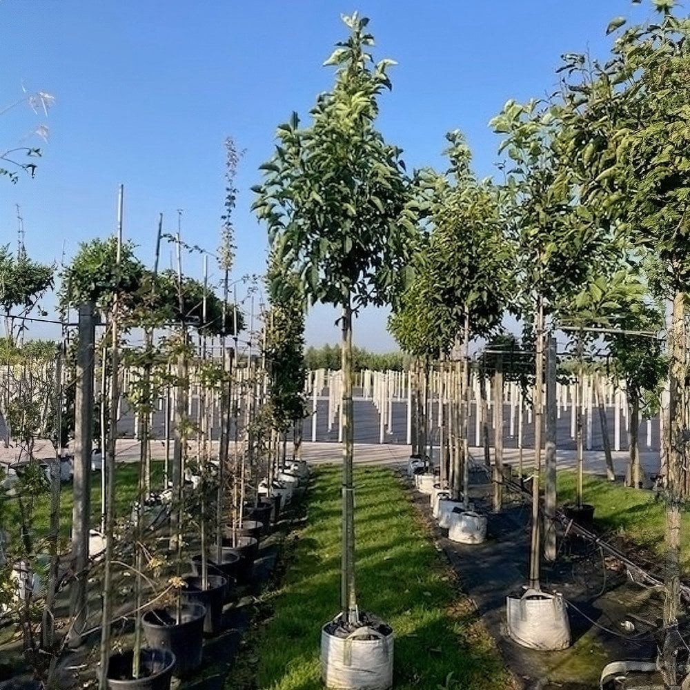 Magnolia kobus - Image 3