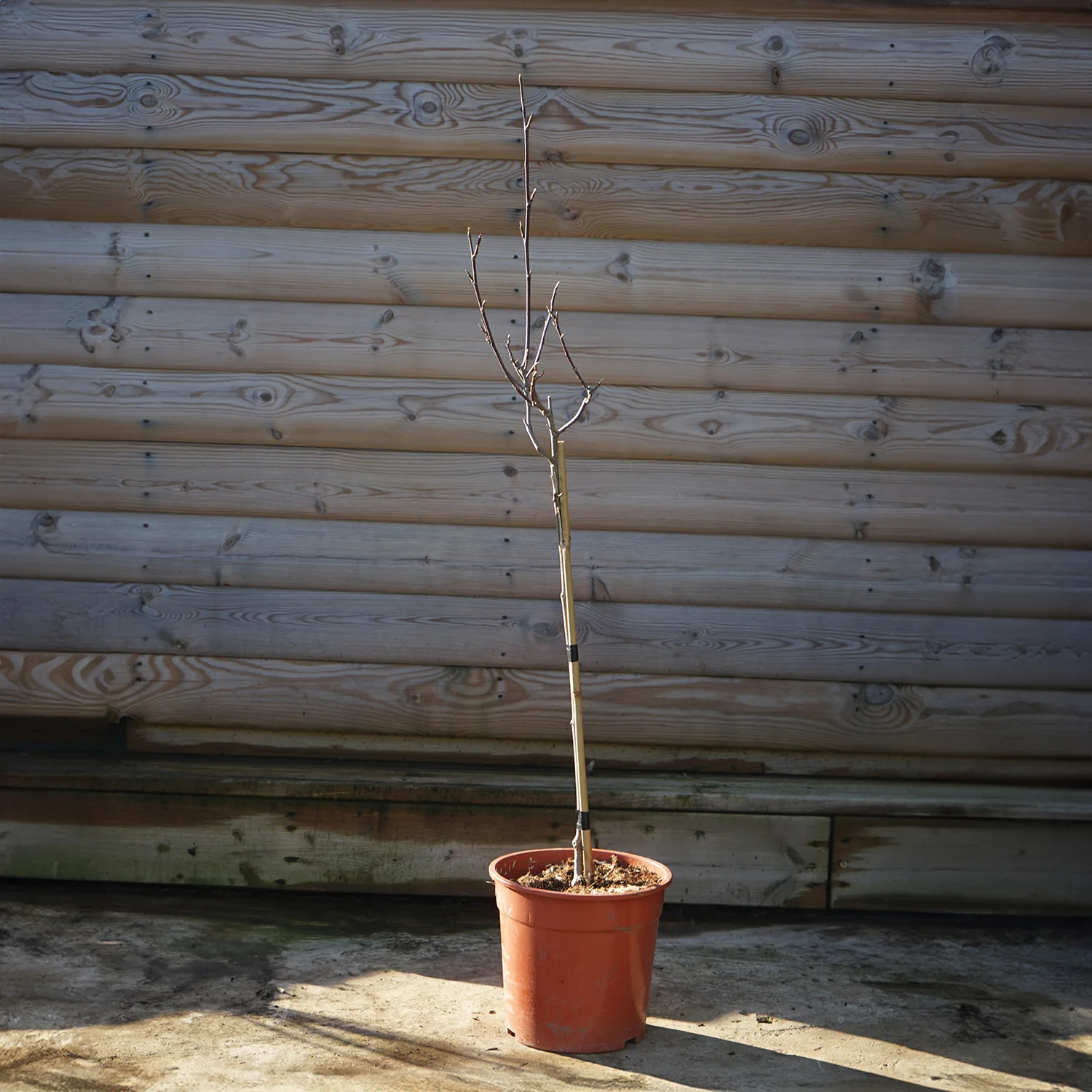 Magnolia liliiflora 'Nigra' Shrub - Image 3