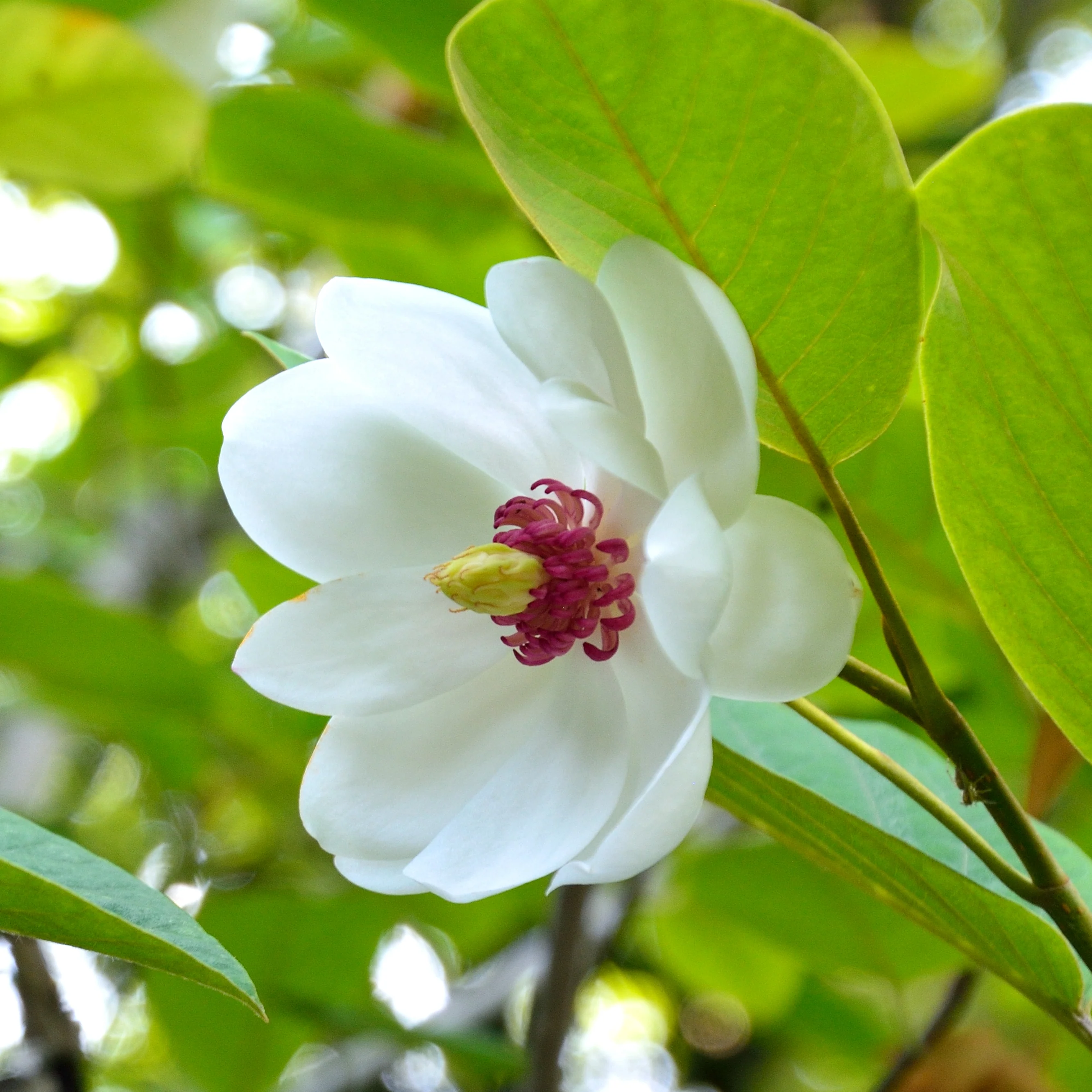 Magnolia sieboldii