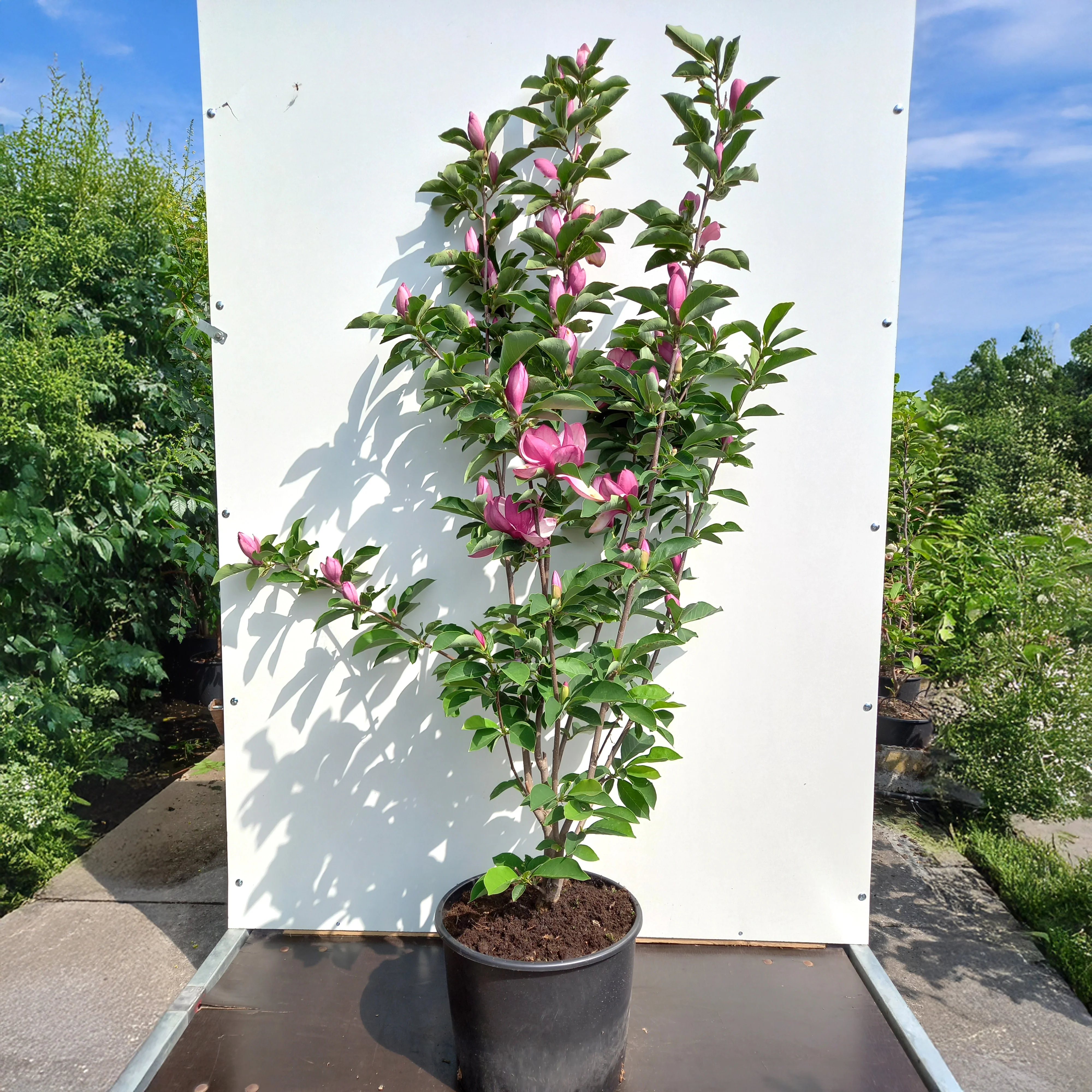 Magnolia 'Star Burst' ® - Image 3