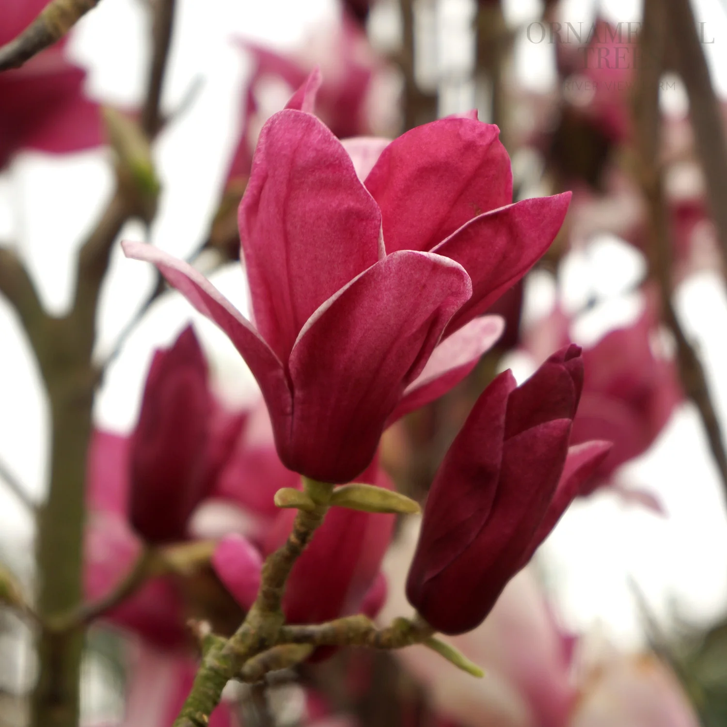 Magnolia 'Star Burst' ® - Image 4