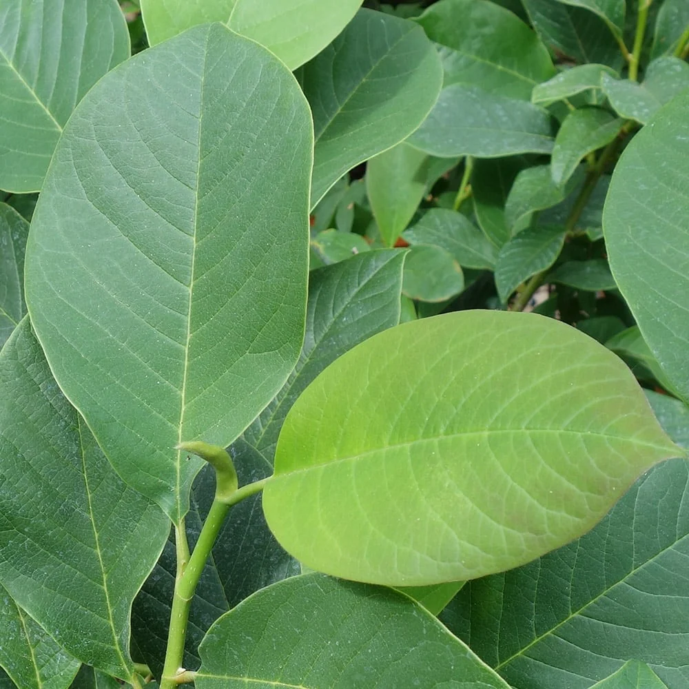 Magnolia 'Star Wars' Tree - Image 3