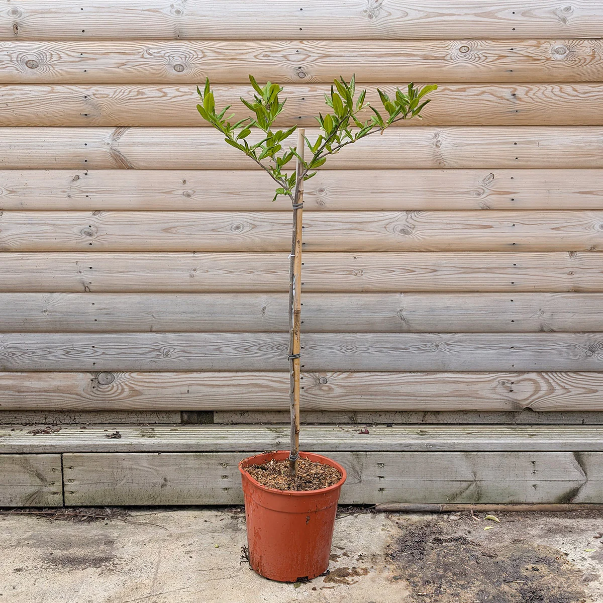 Magnolia stellata Tree - Image 10