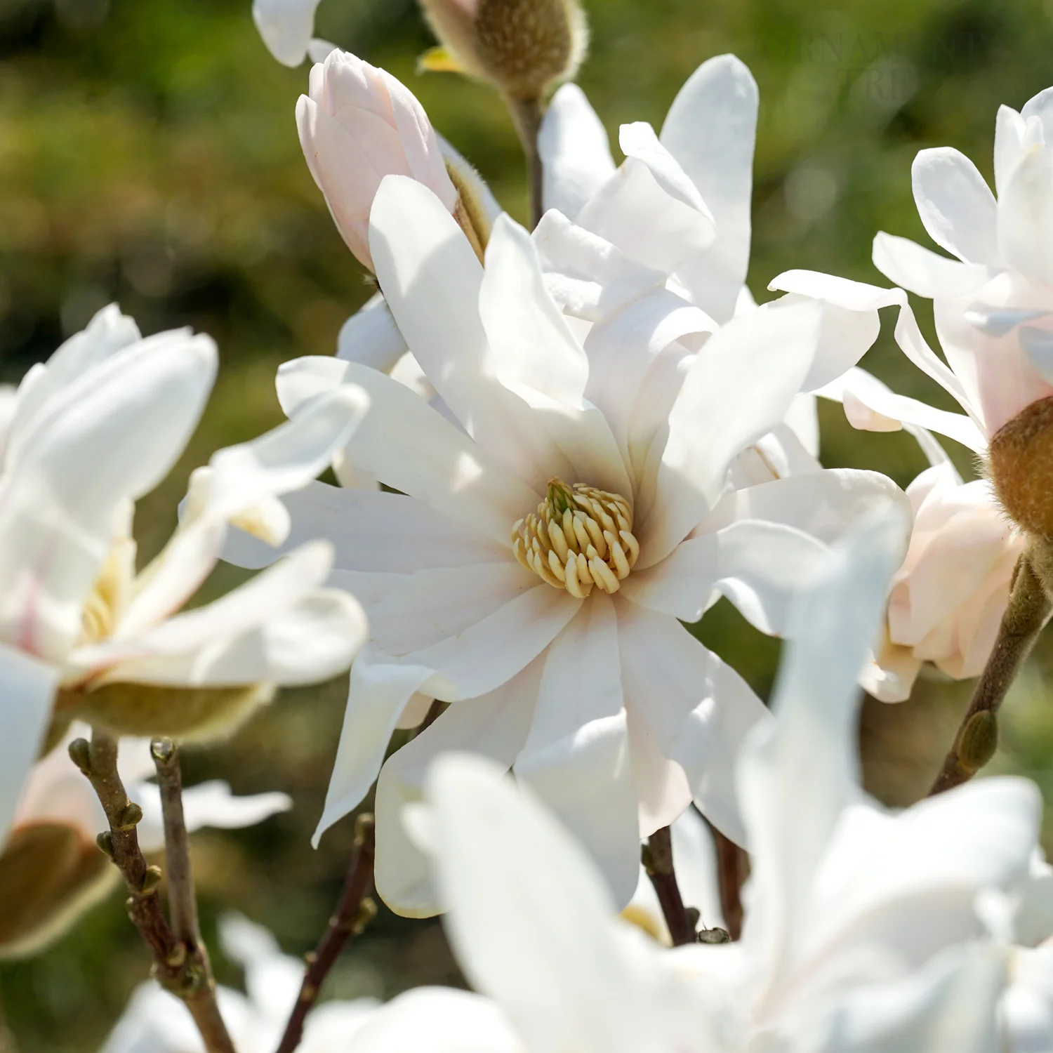 Magnolia stellata Tree - Image 3