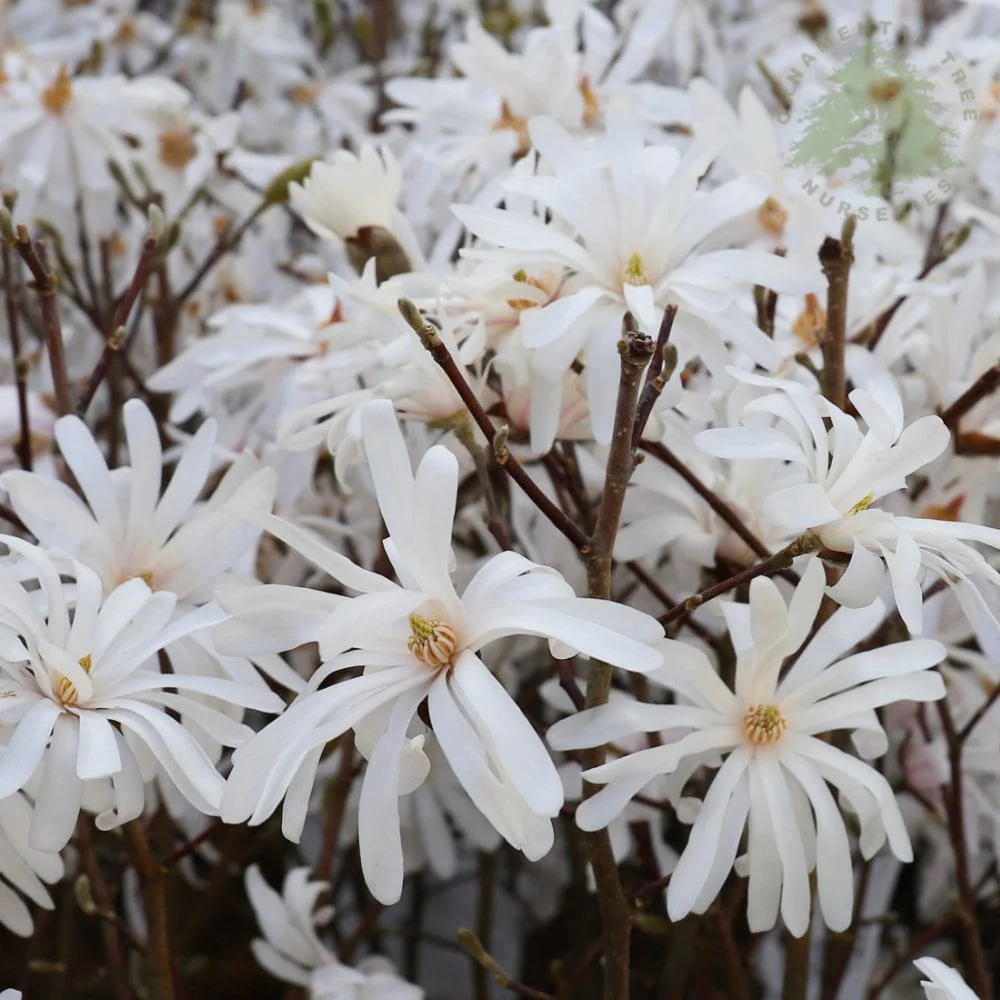 Magnolia stellata Tree - Image 4