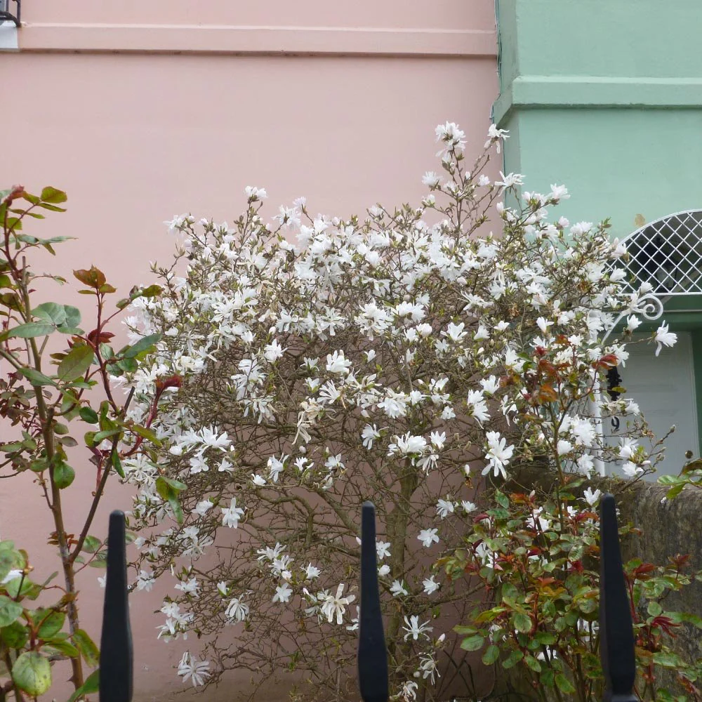 Magnolia stellata Tree - Image 5