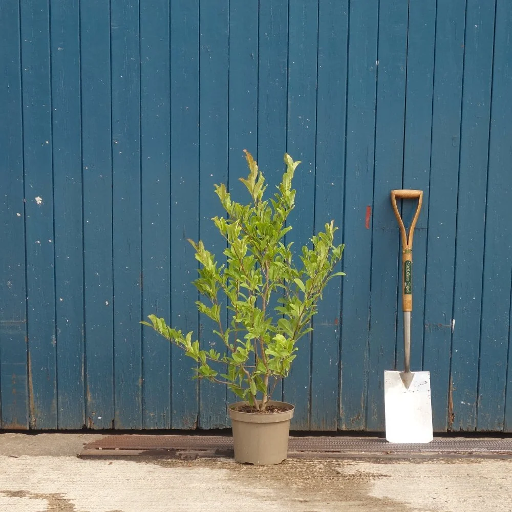 Magnolia stellata Tree - Image 6