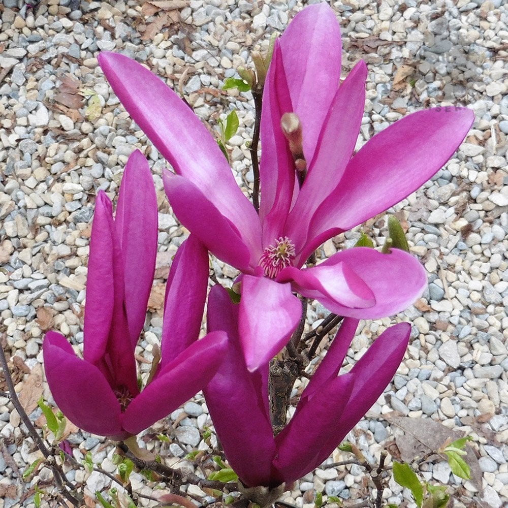 Magnolia 'Susan' Tree - Image 3