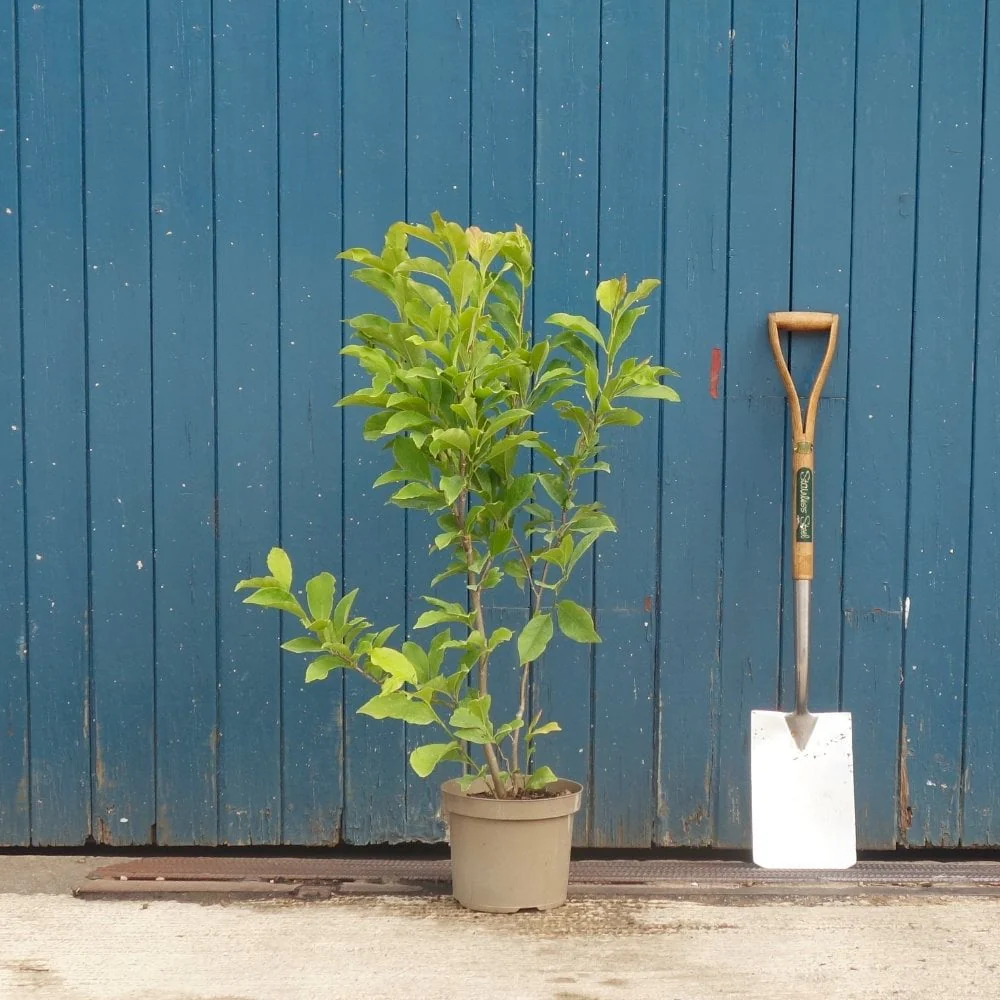 Magnolia 'Susan' Tree - Image 4