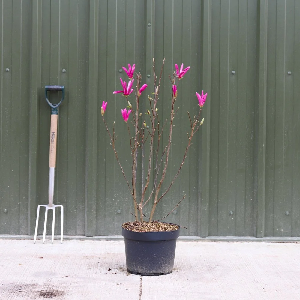 Magnolia 'Susan' Tree - Image 5