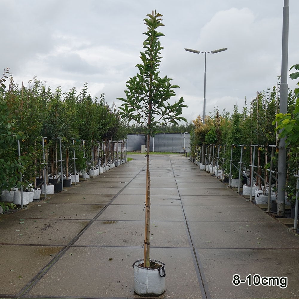 Magnolia 'Susan' Tree - Image 6