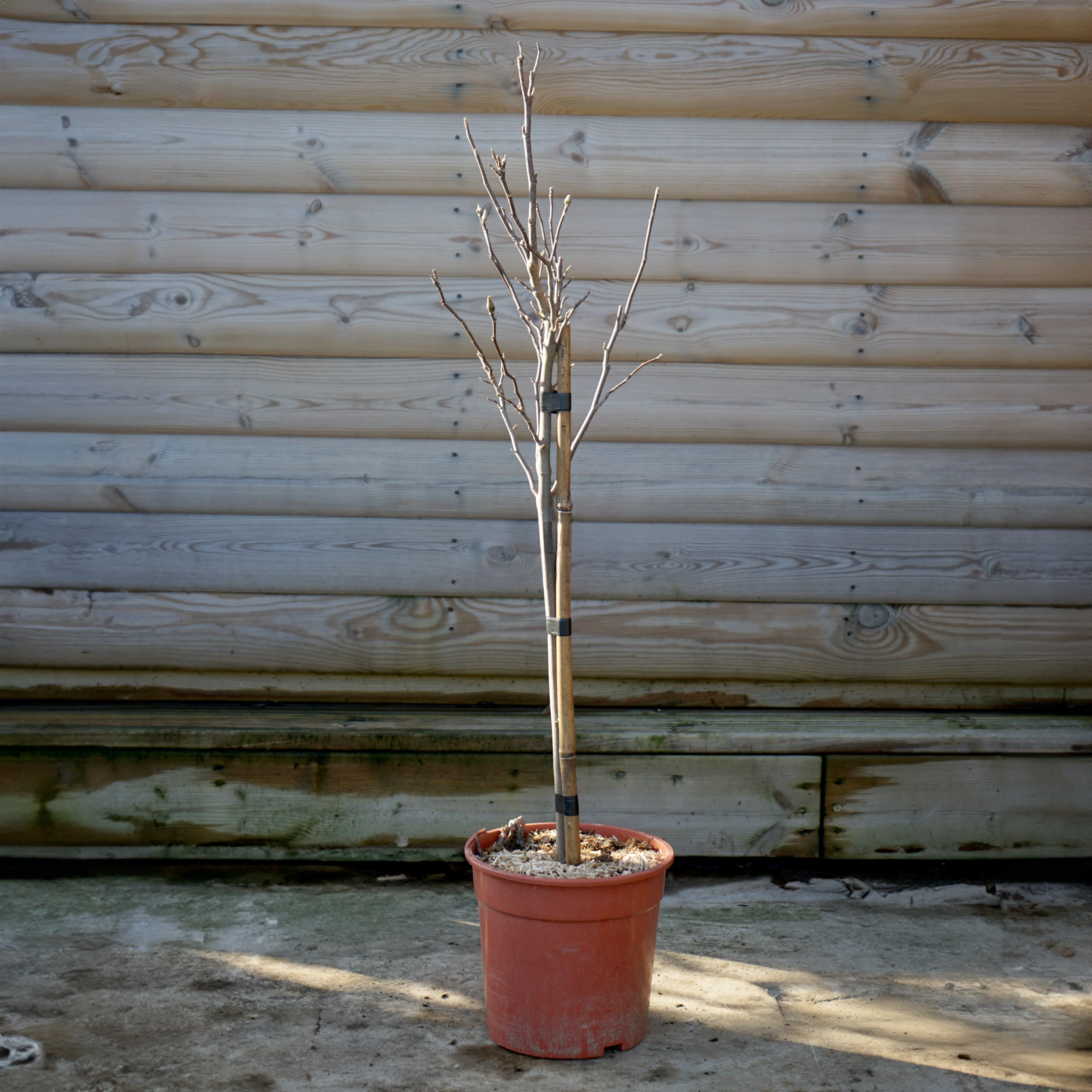 Magnolia 'Susan' Tree - Image 7