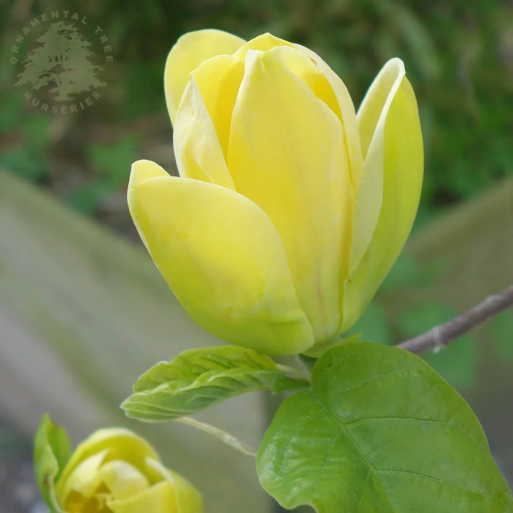 Magnolia x brooklynensis 'Yellow Bird' Tree - Image 3