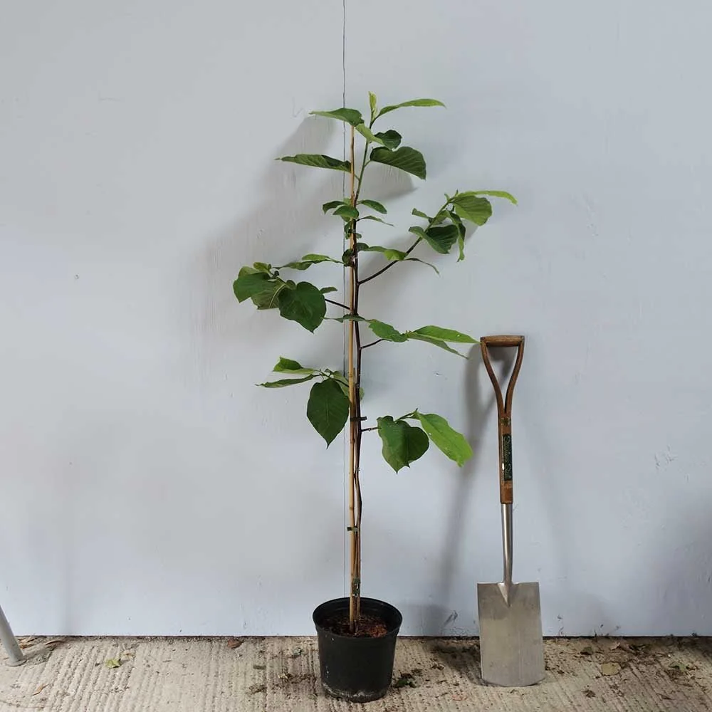 Magnolia x brooklynensis 'Yellow Bird' Tree - Image 4