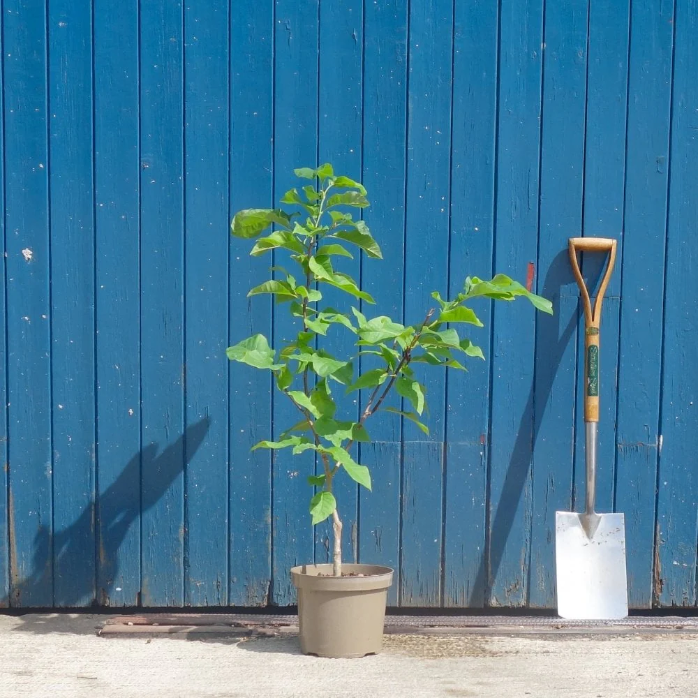 Magnolia x brooklynensis 'Yellow Bird' Tree - Image 5