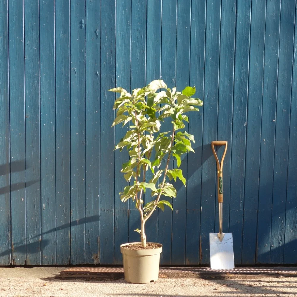 Magnolia x brooklynensis 'Yellow Bird' Tree - Image 6