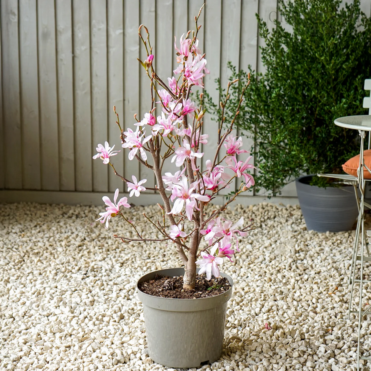 Magnolia x loebneri 'Leonard Messel' Tree - Image 2