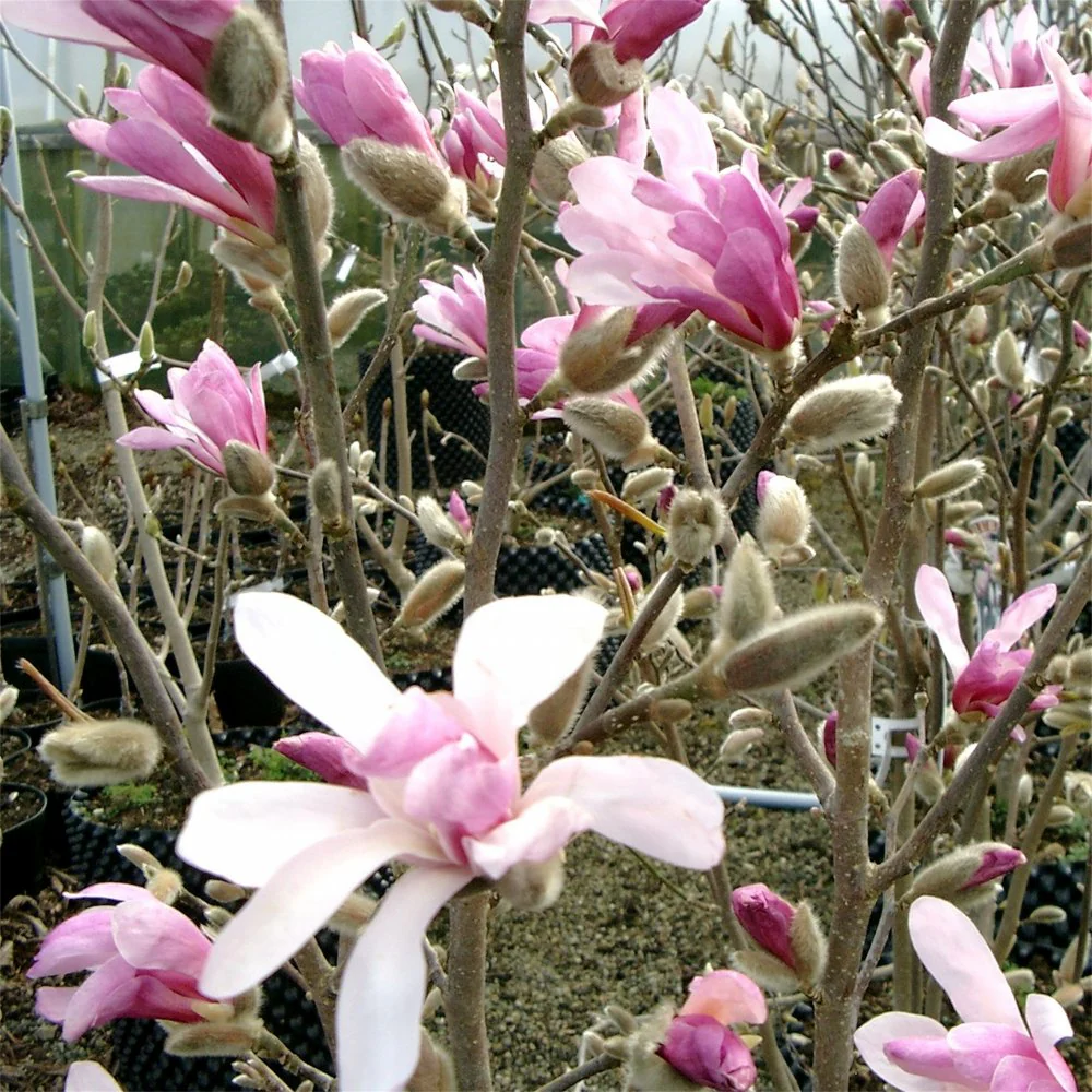 Magnolia x loebneri 'Leonard Messel' Tree - Image 3