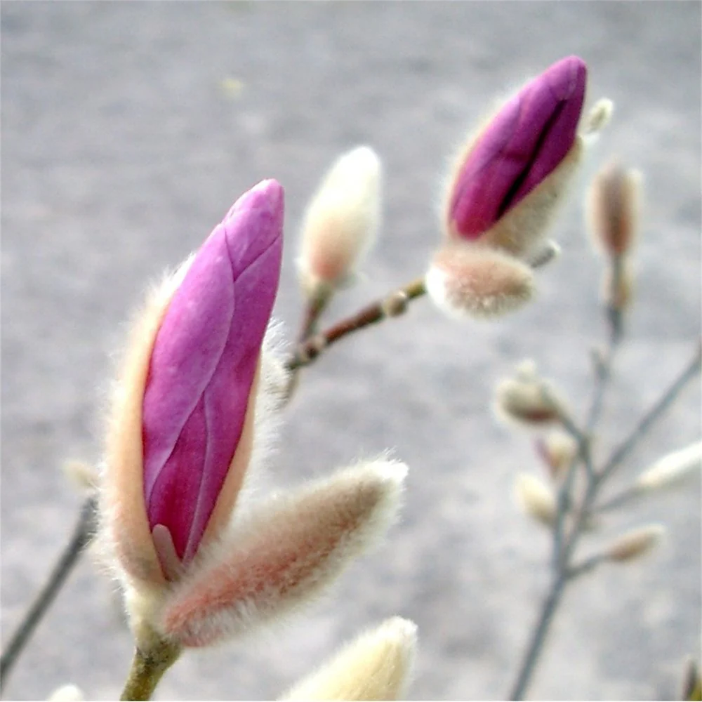 Magnolia x loebneri 'Leonard Messel' Tree - Image 4