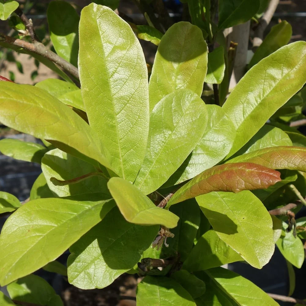 Magnolia x loebneri 'Leonard Messel' Tree - Image 5