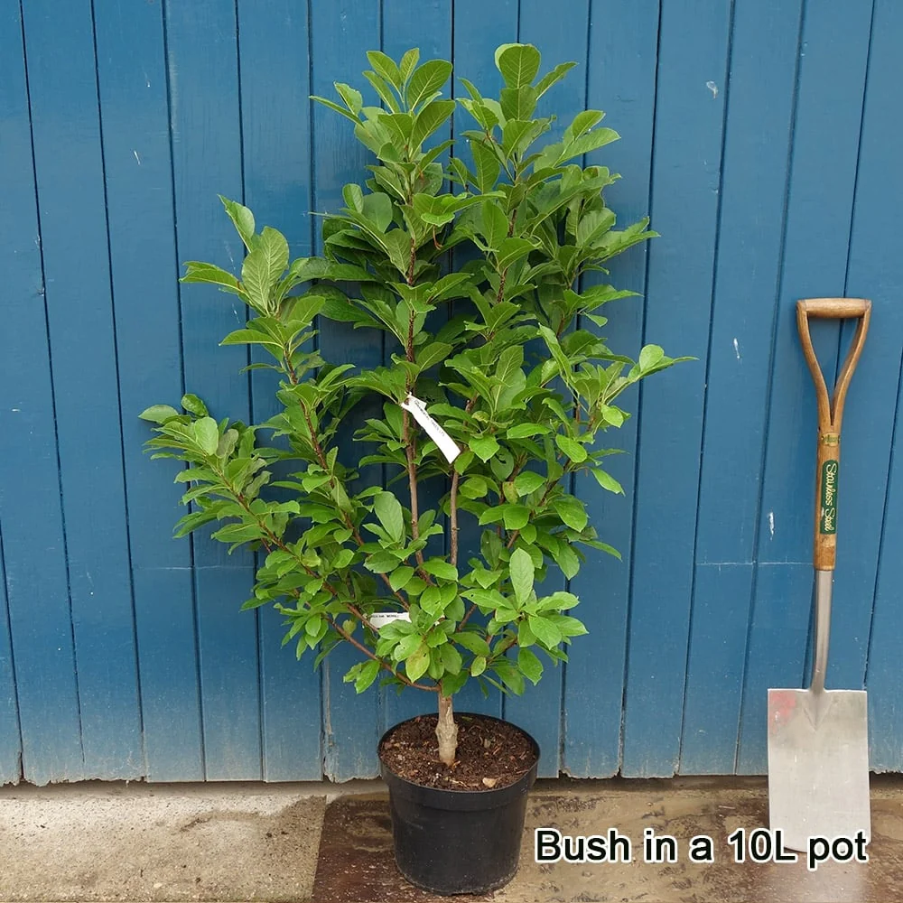 Magnolia x loebneri 'Merrill' Tree - Image 3