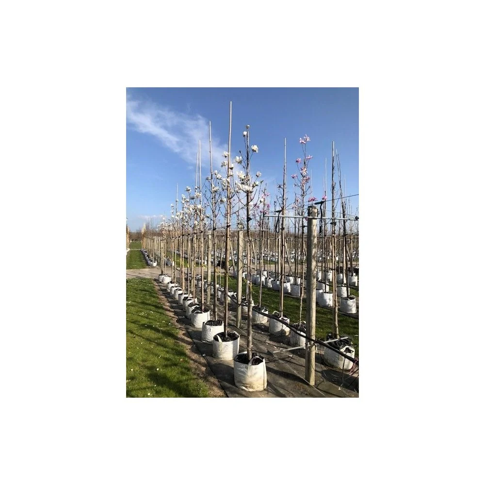Magnolia x loebneri 'Merrill' Tree - Image 4
