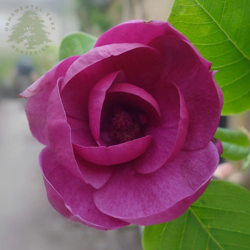 Magnolia x soulangeana 'Black Tulip' Tree - Image 3