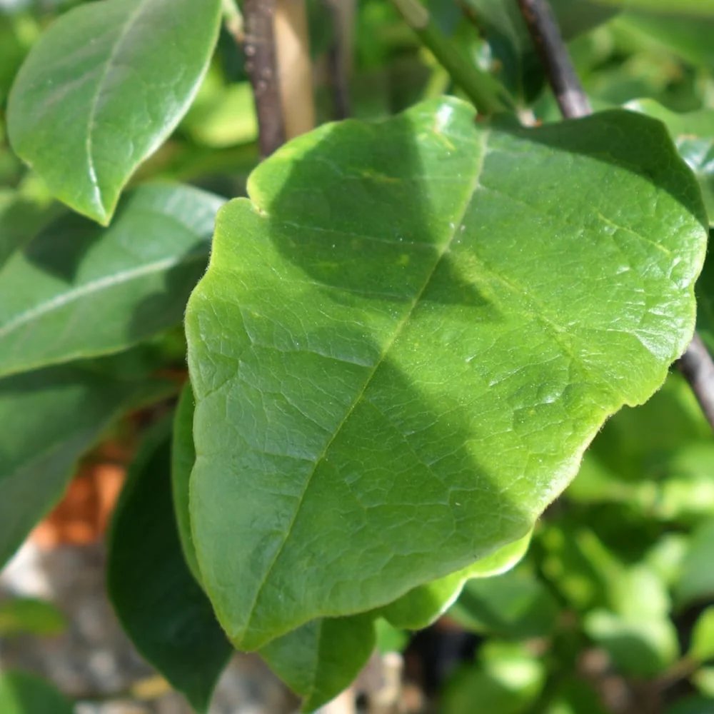 Magnolia x soulangeana 'Black Tulip' Tree - Image 4