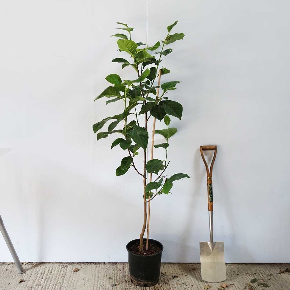 Magnolia x soulangeana 'Black Tulip' Tree - Image 5
