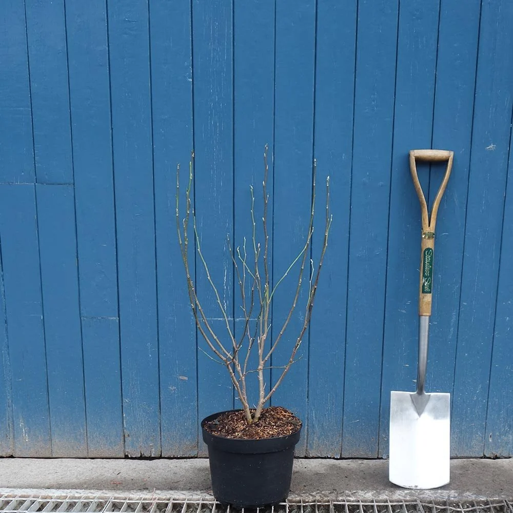 Magnolia x soulangeana 'Black Tulip' Tree - Image 6