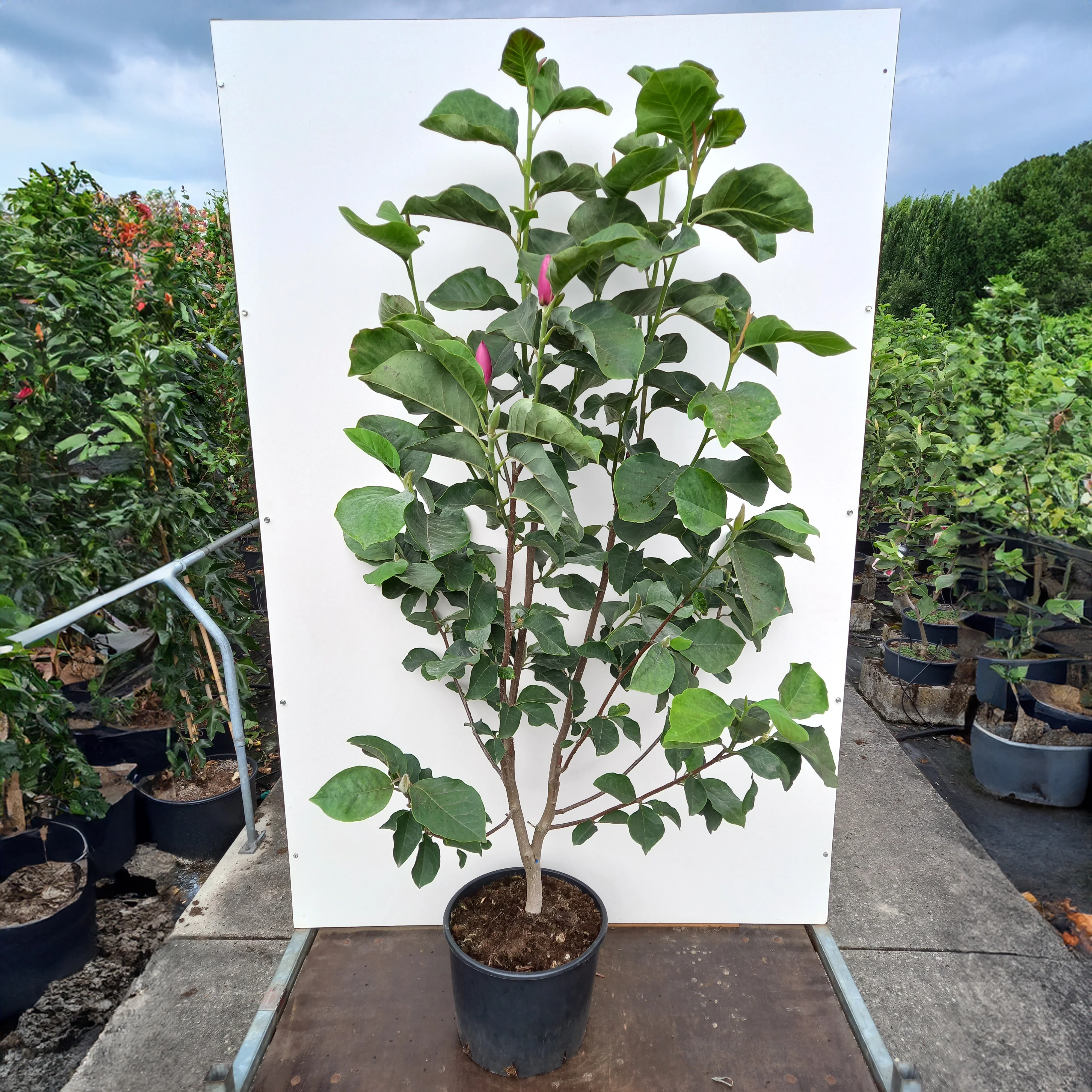 Magnolia x soulangeana 'Black Tulip' Tree - Image 7