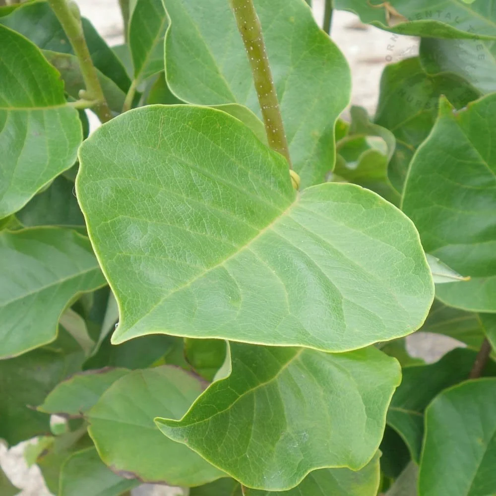 Magnolia x soulangeana 'Satisfaction' Tree - Image 3
