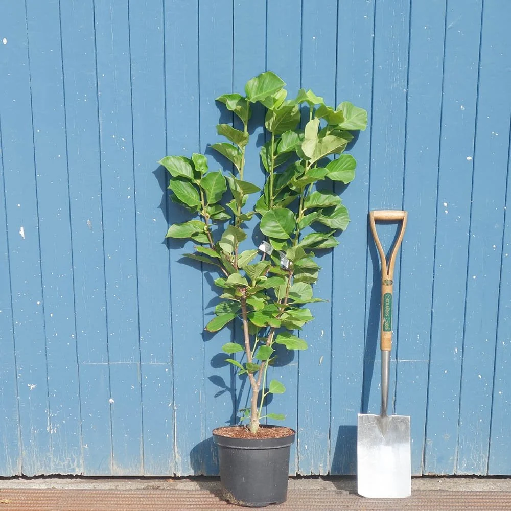 Magnolia x soulangeana 'Satisfaction' Tree - Image 4