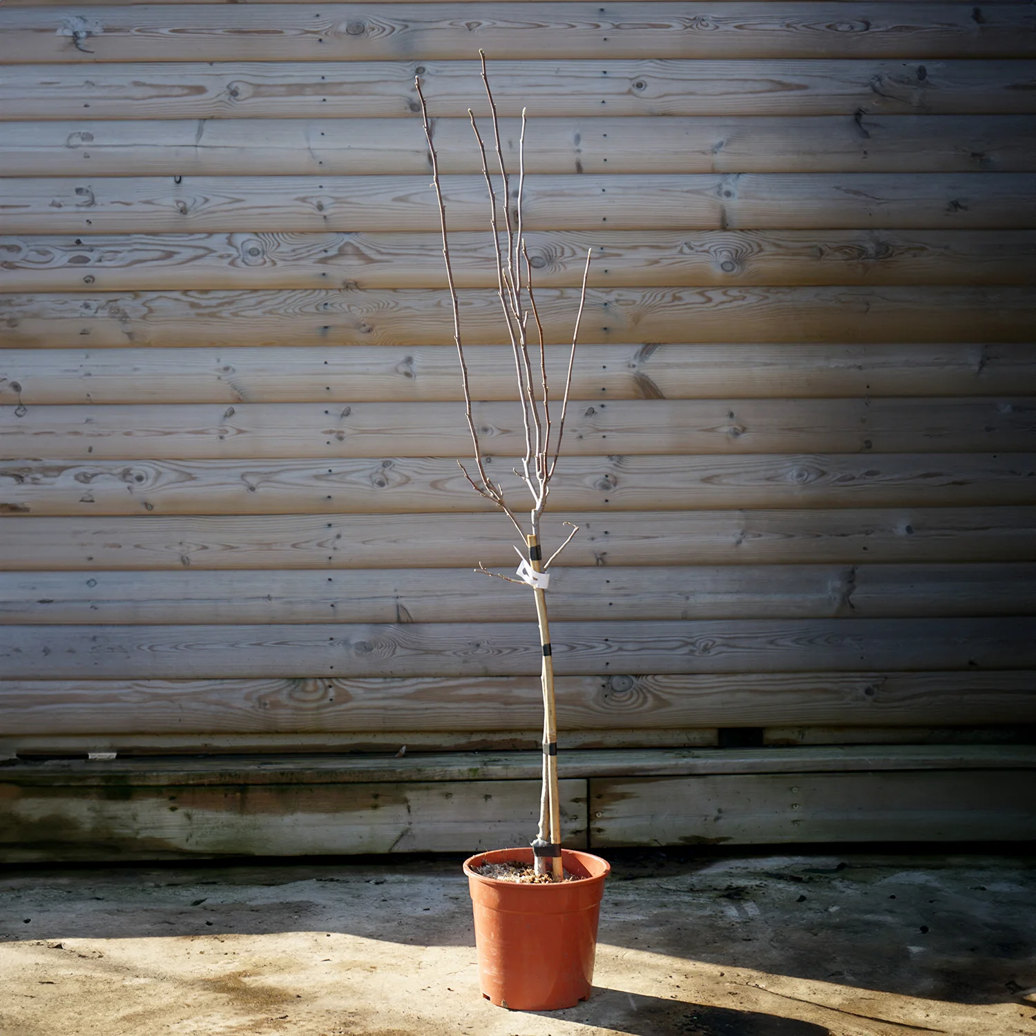 Magnolia x soulangeana Tree - Image 11