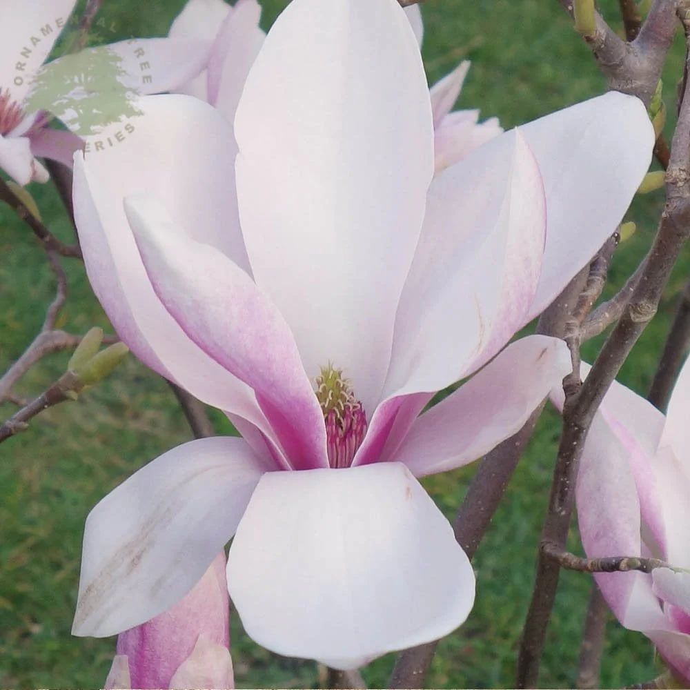 Magnolia x soulangeana Tree - Image 3