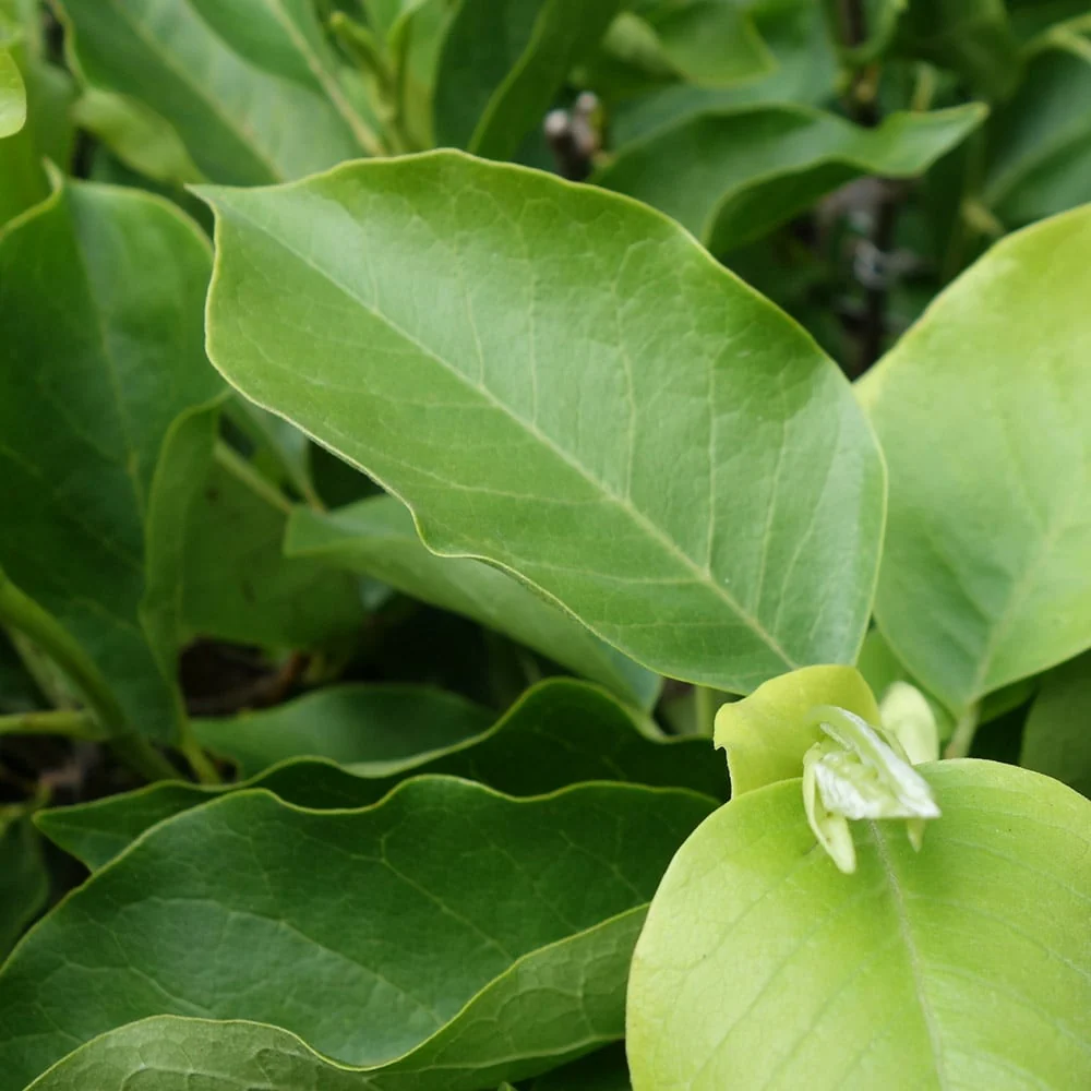 Magnolia x soulangeana Tree - Image 4