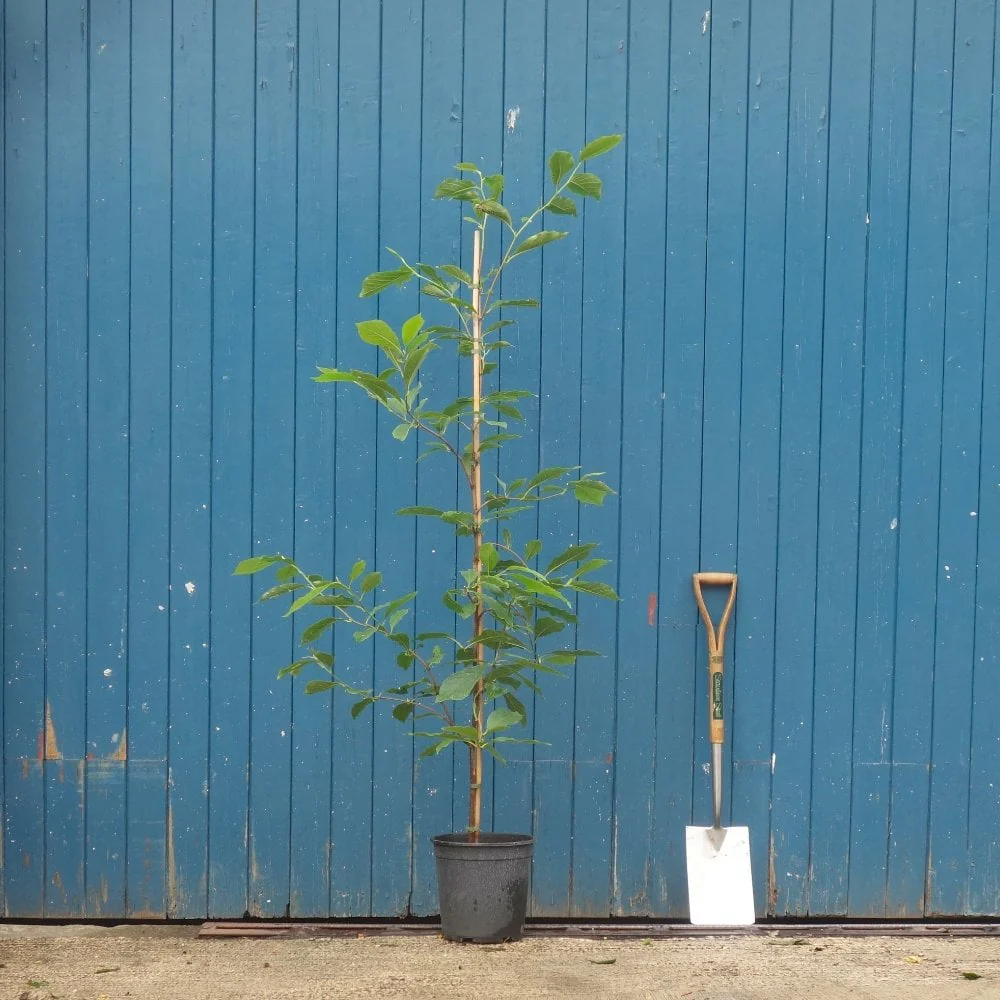 Magnolia x soulangeana Tree - Image 5