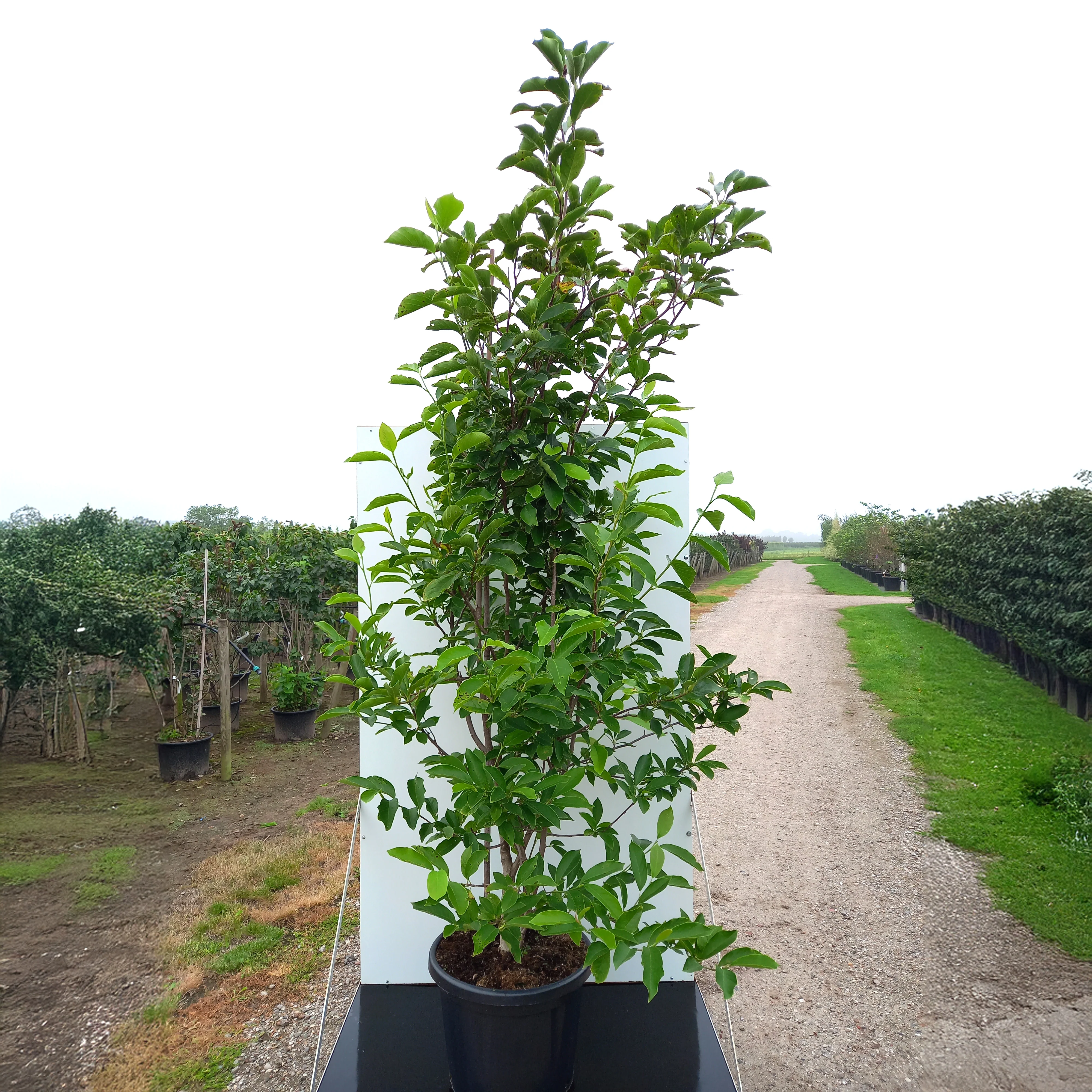 Magnolia x soulangeana Tree - Image 9